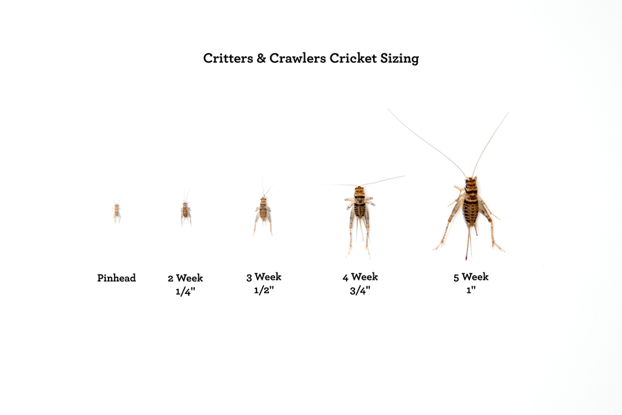 Life Cycle of a Cricket