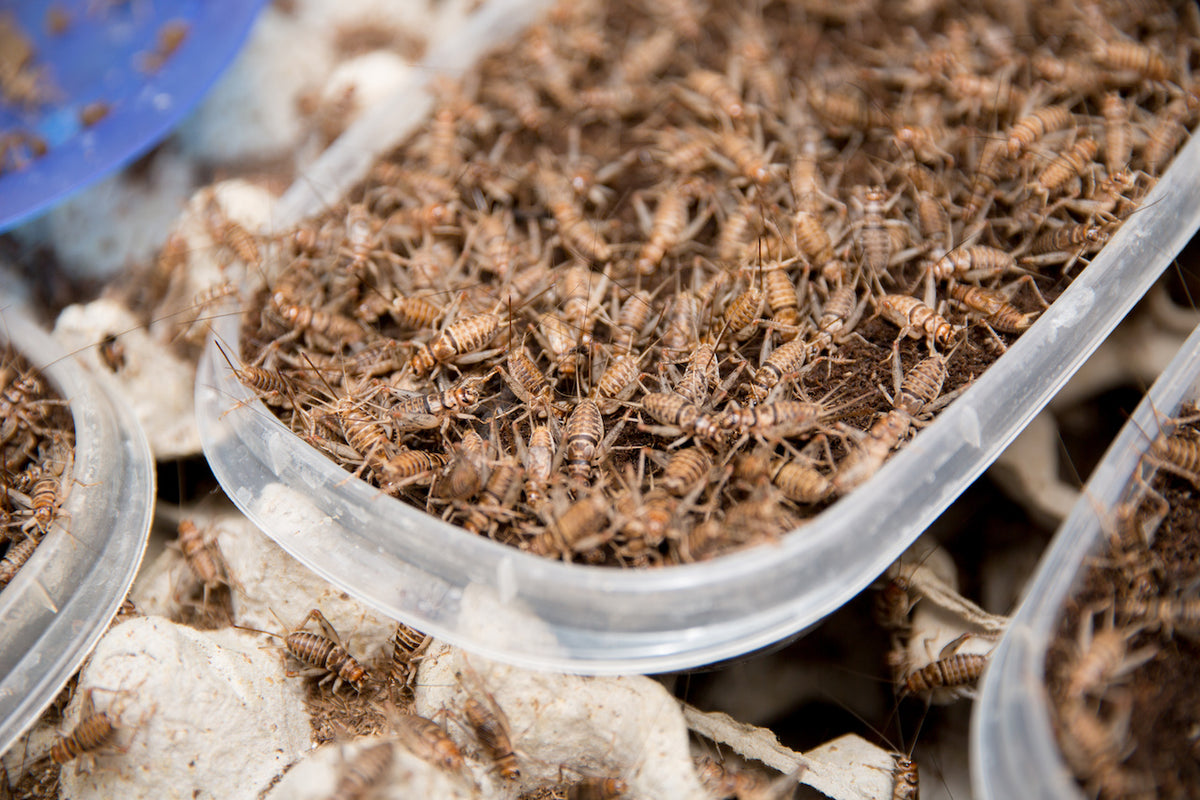 Banded Crickets v House Crickets Critters and Crawlers