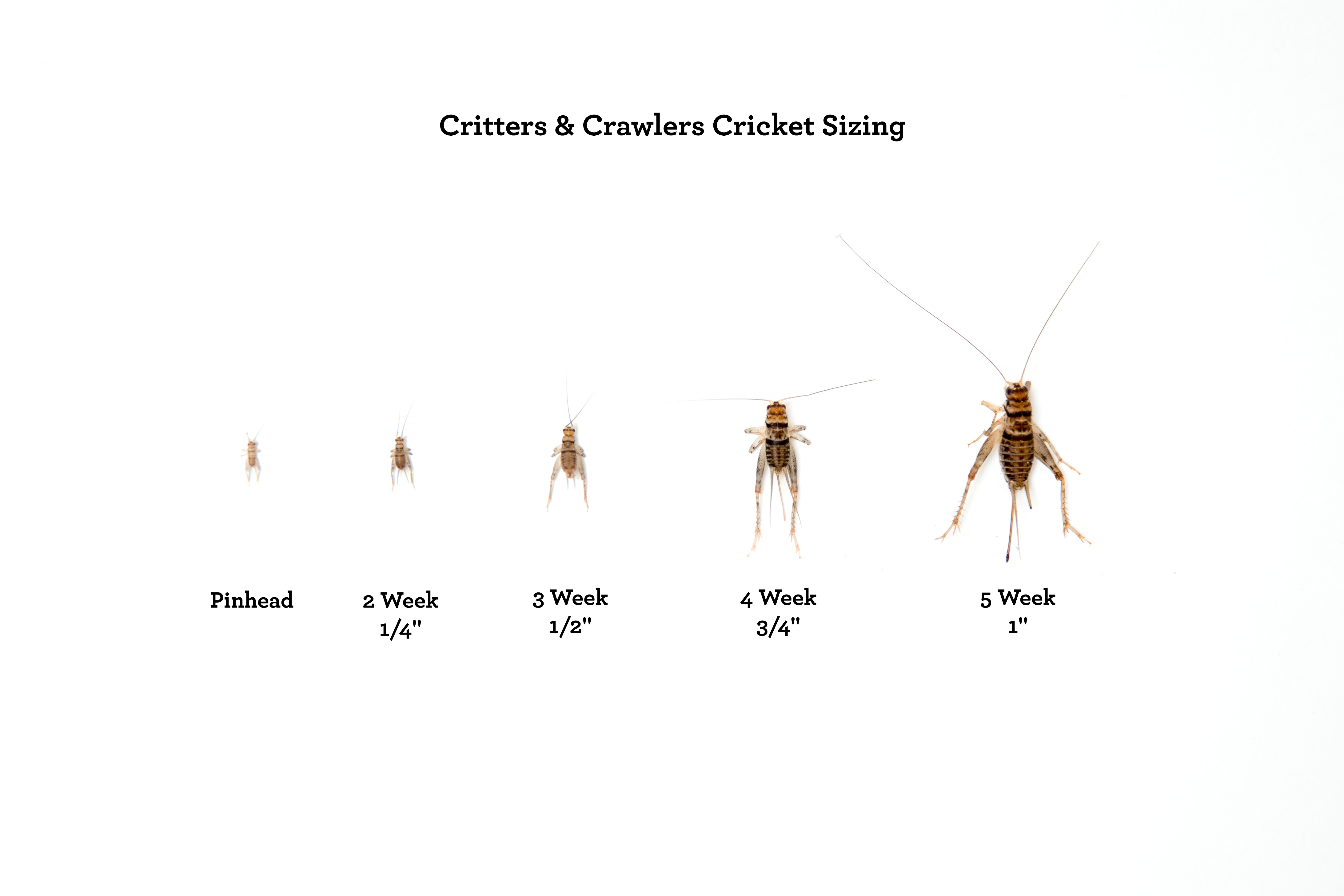 Pinhead Crickets