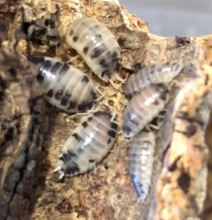 Load image into Gallery viewer, &quot;Dairy Cow&quot; (Porcellio laevis)