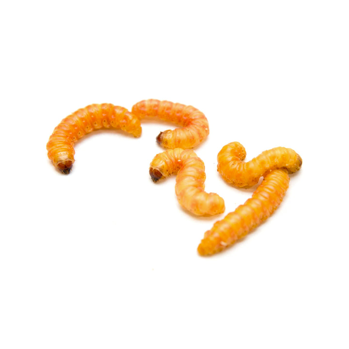 Butterworms – Critters and Crawlers