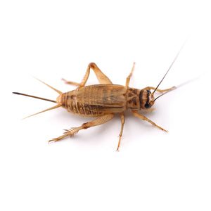 Live Crickets - 250 count