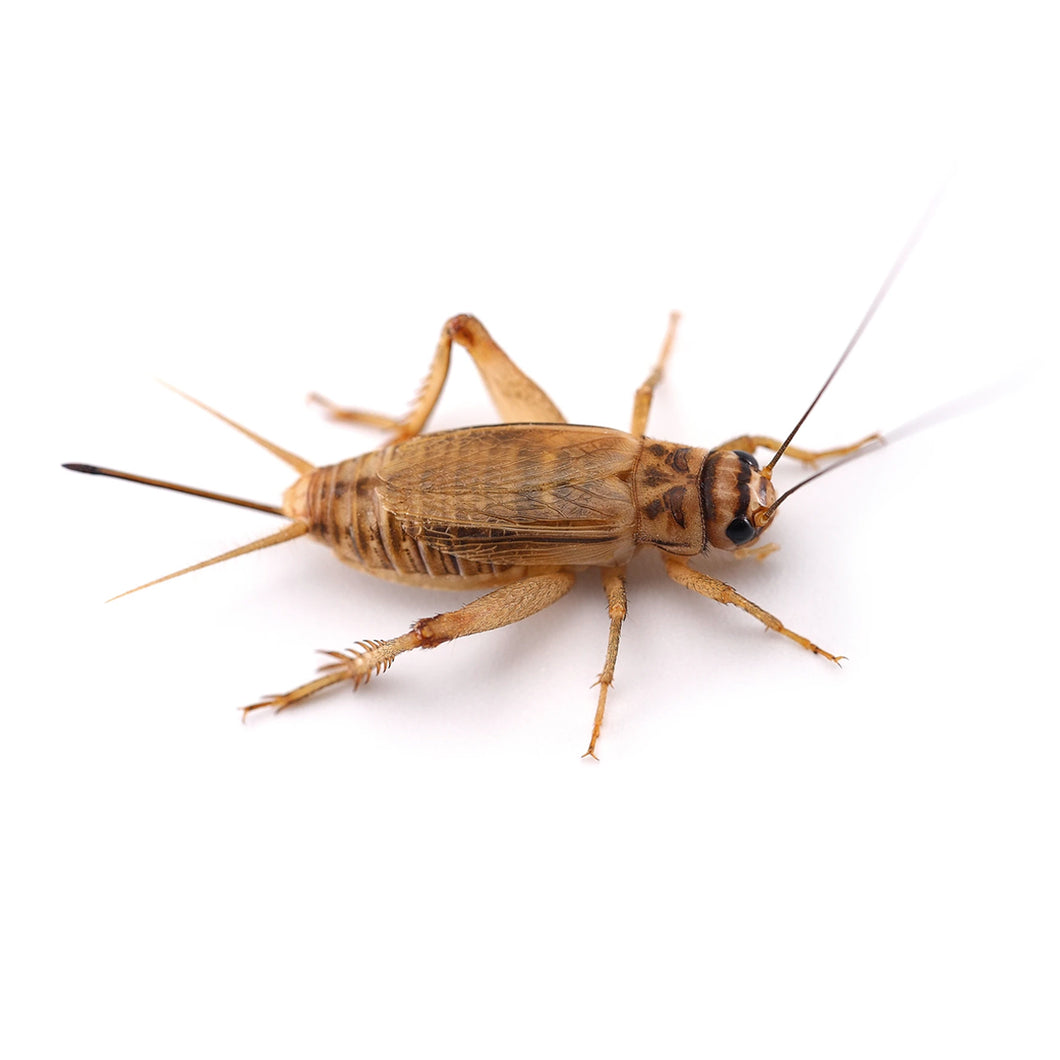 Live Crickets - 500 count