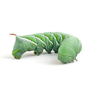 Live Hornworms