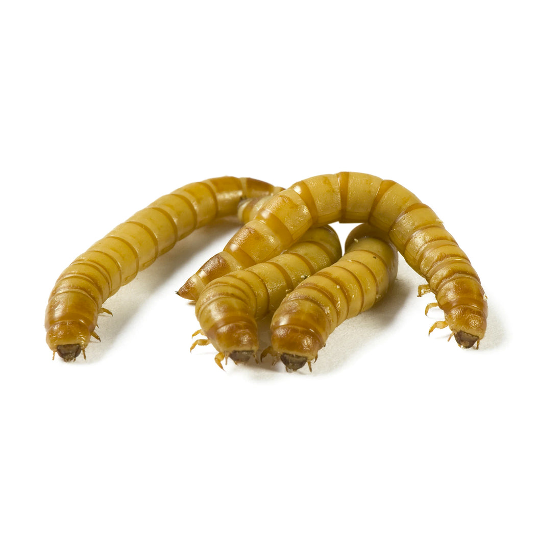 Live Mealworms - 250 count
