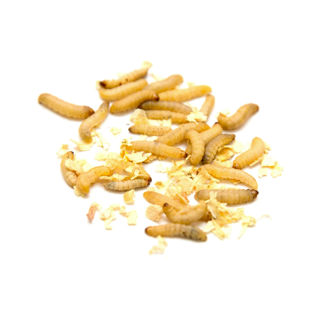 Live Waxworms – Critters and Crawlers